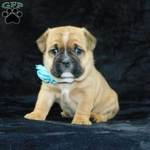 Rowdy, Miniature Bulldog Puppy